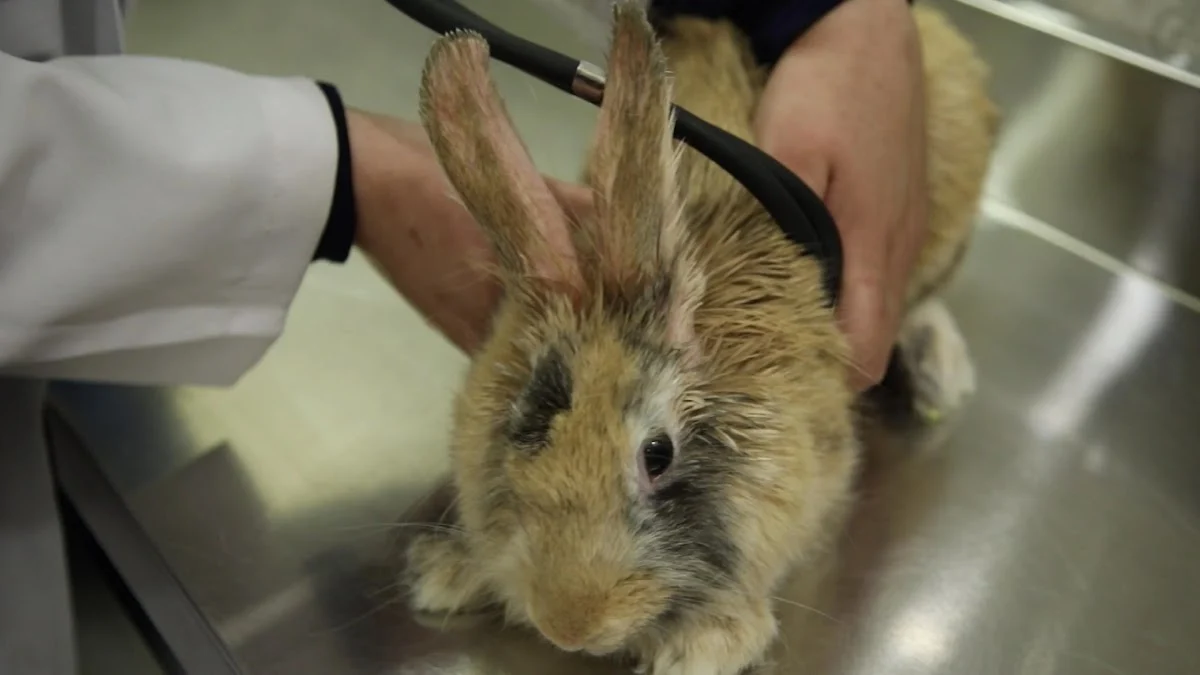 Aloropi Veterinary Center - 3