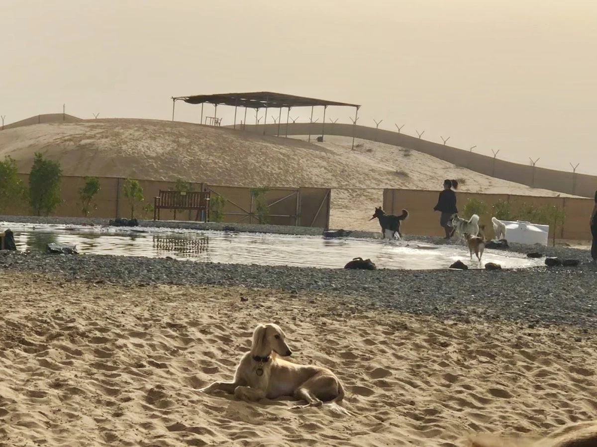 BarkPark Dubai - 2