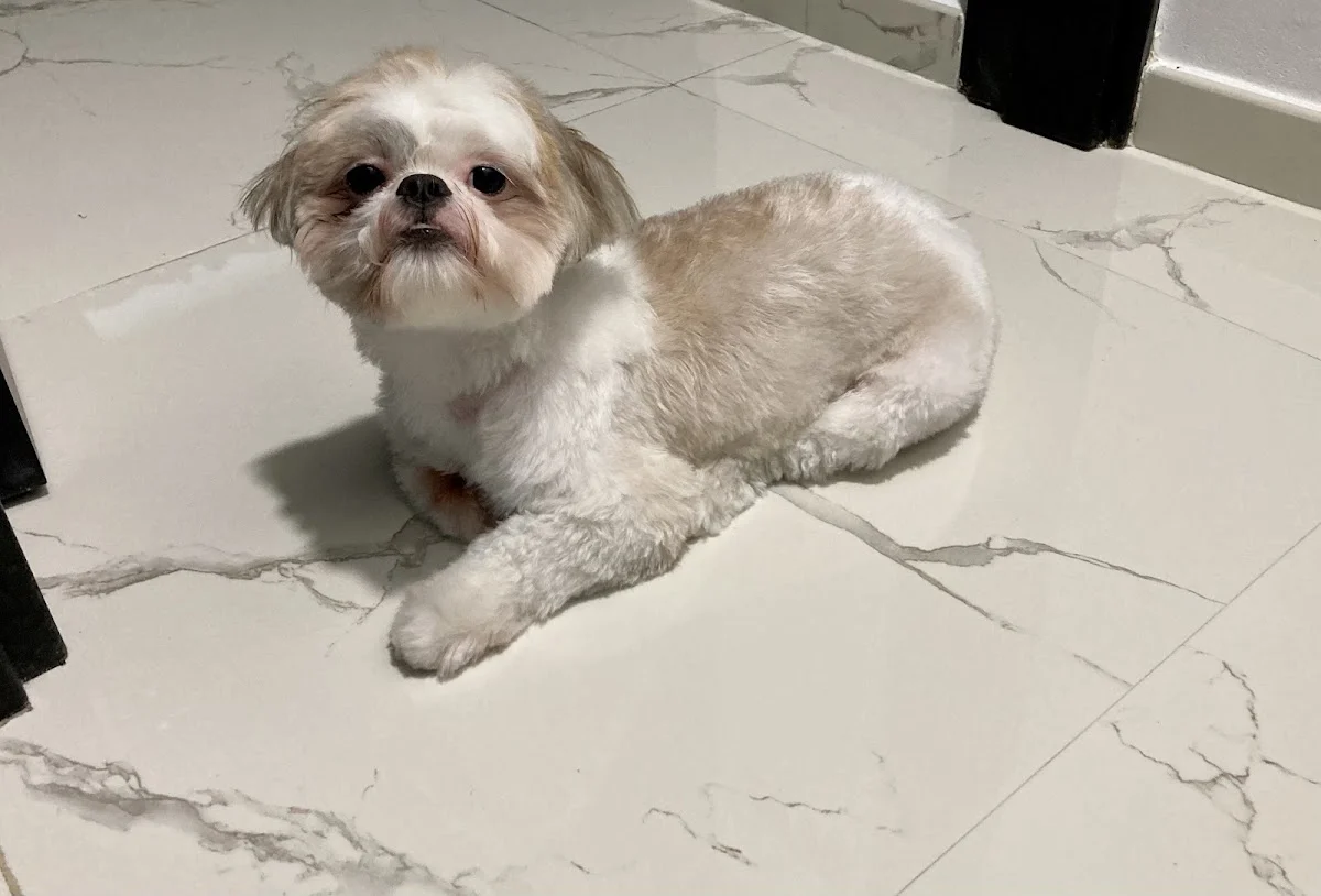 Dog Spot