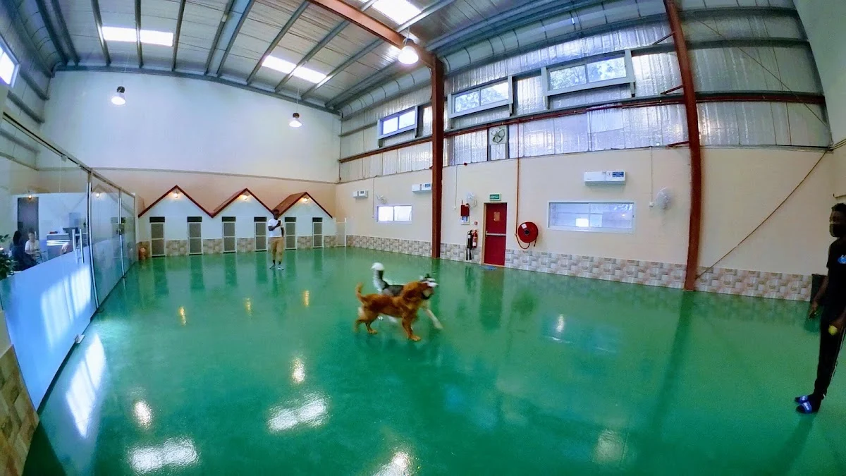 Doggy Doggy Home - Dubai | Daycare | Boarding | Grooming | Training - 3