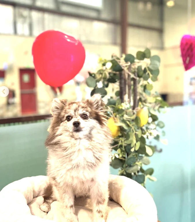 Doggy Doggy Home - Dubai | Daycare | Boarding | Grooming | Training - 4
