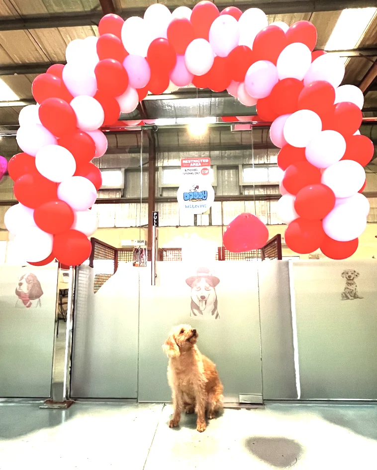 Doggy Doggy Home - Dubai | Daycare | Boarding | Grooming | Training - 5