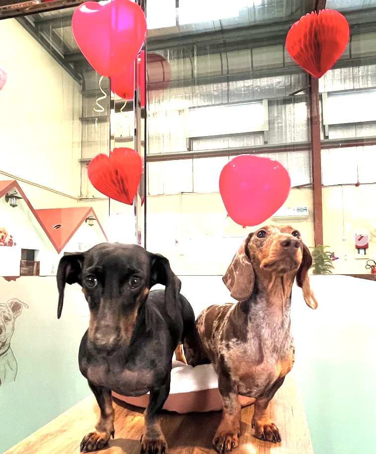 Doggy Doggy Home - Dubai | Daycare | Boarding | Grooming | Training