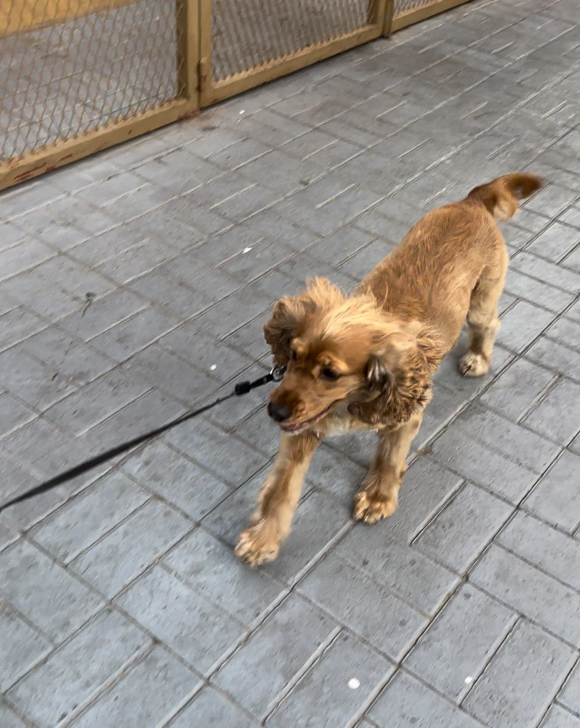 Dogventure HQ - Daycare, Boarding, Grooming & More - 5