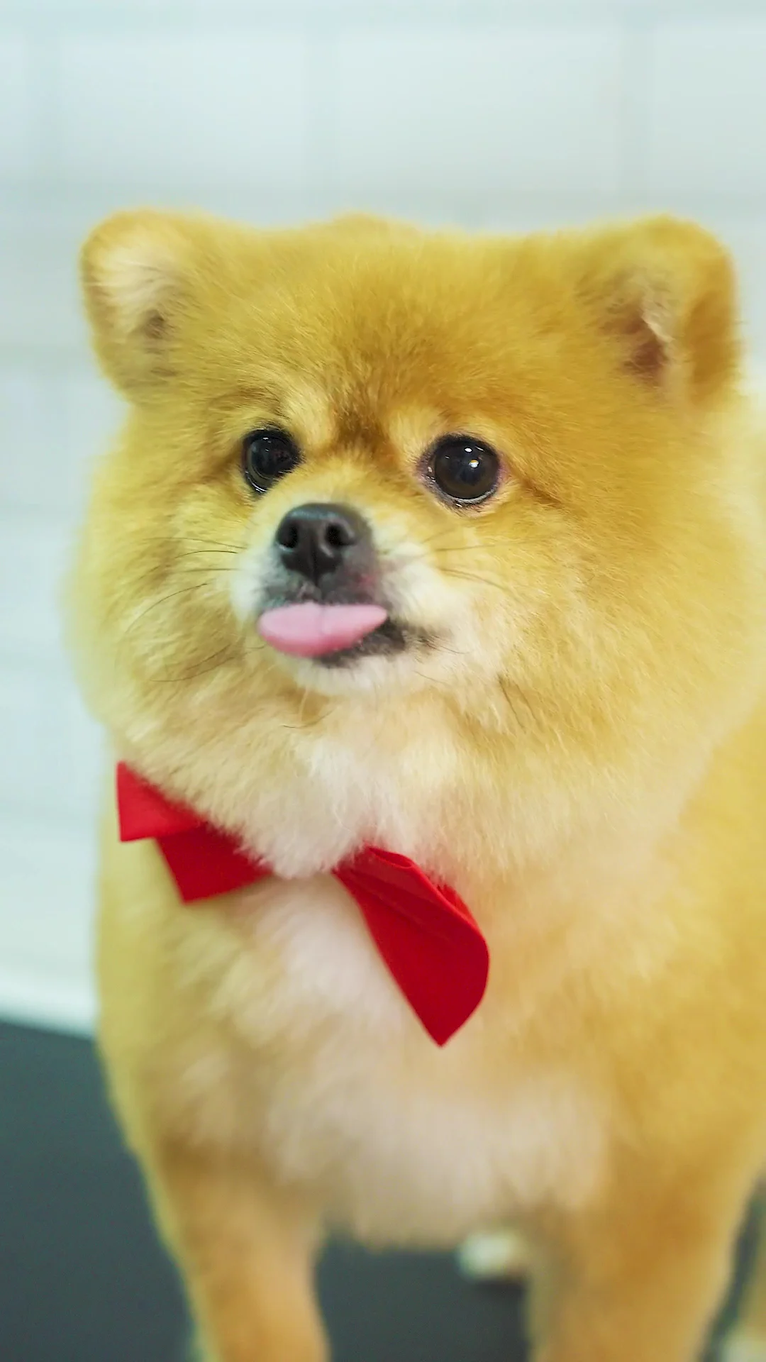 Petspoiler Pet Grooming - Mirdif