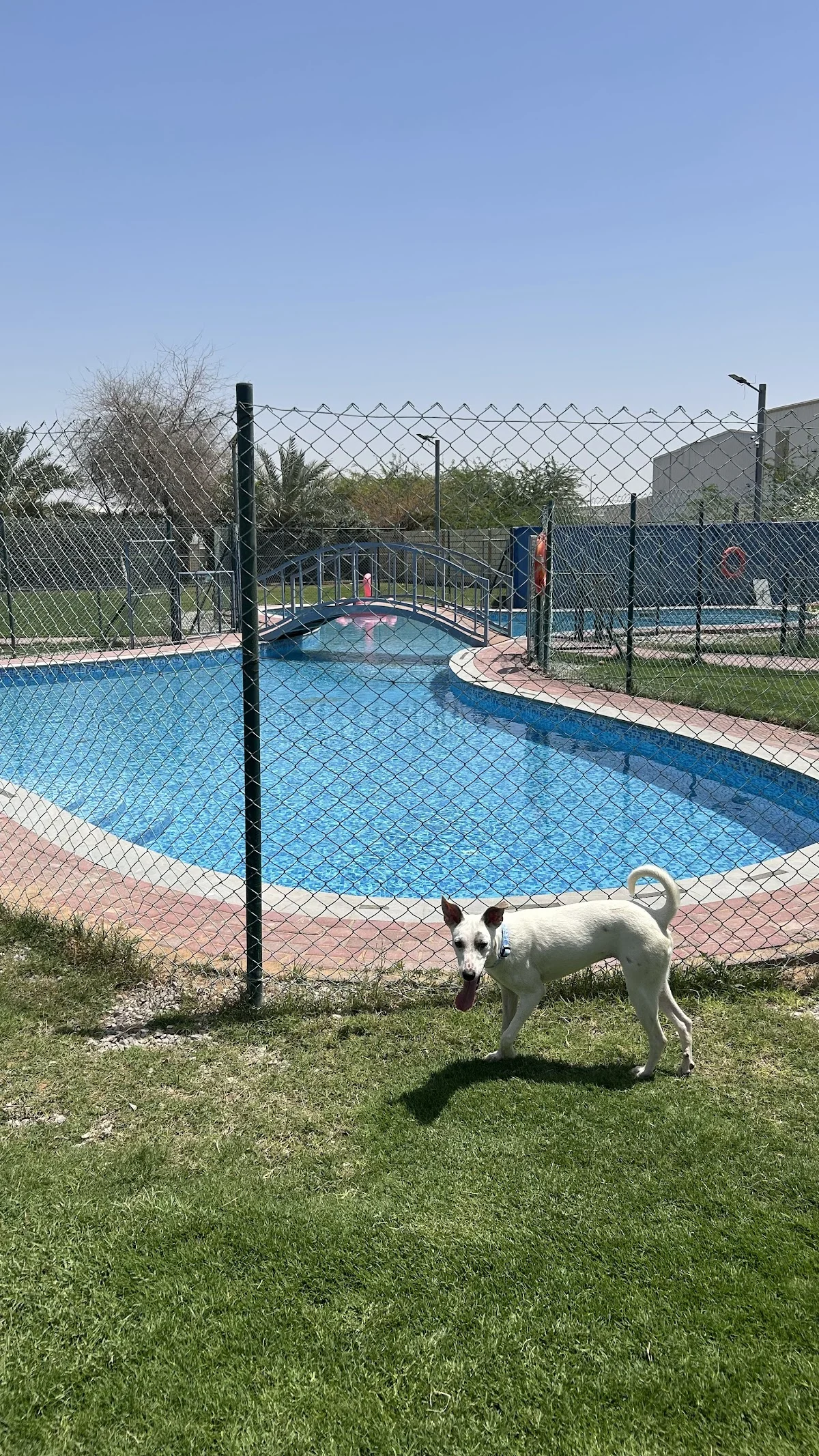 RAK Animal Welfare Centre - 4
