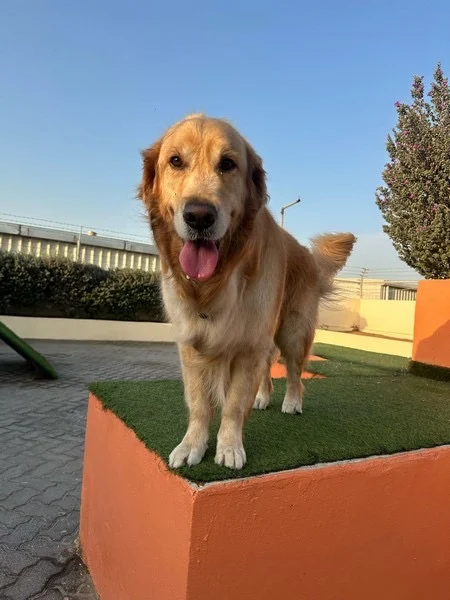 Woof Pets Services - 3