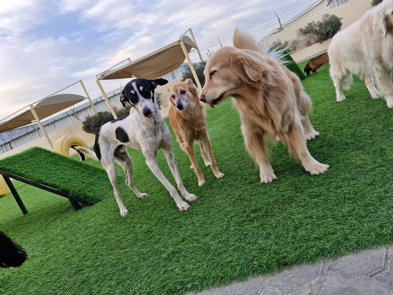 Woof Pets Services