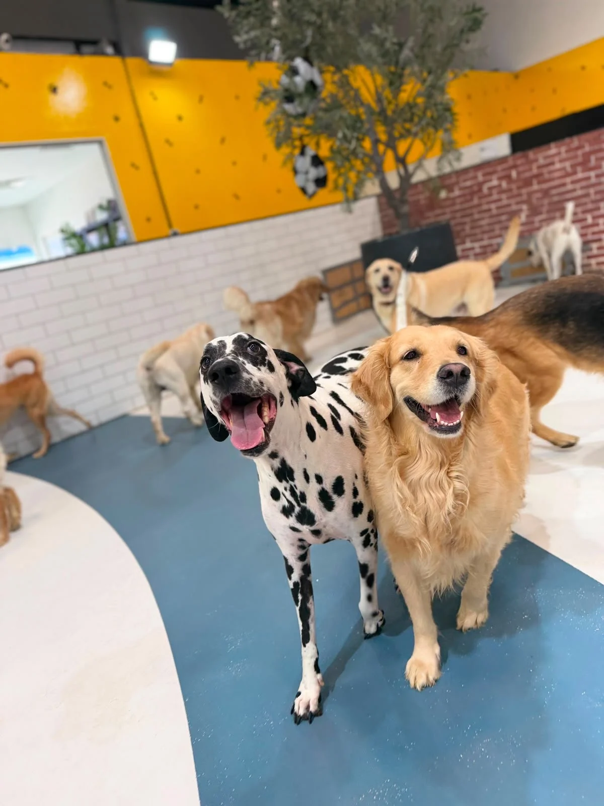 Zoomies Dog Daycare & Dog Boarding - 2