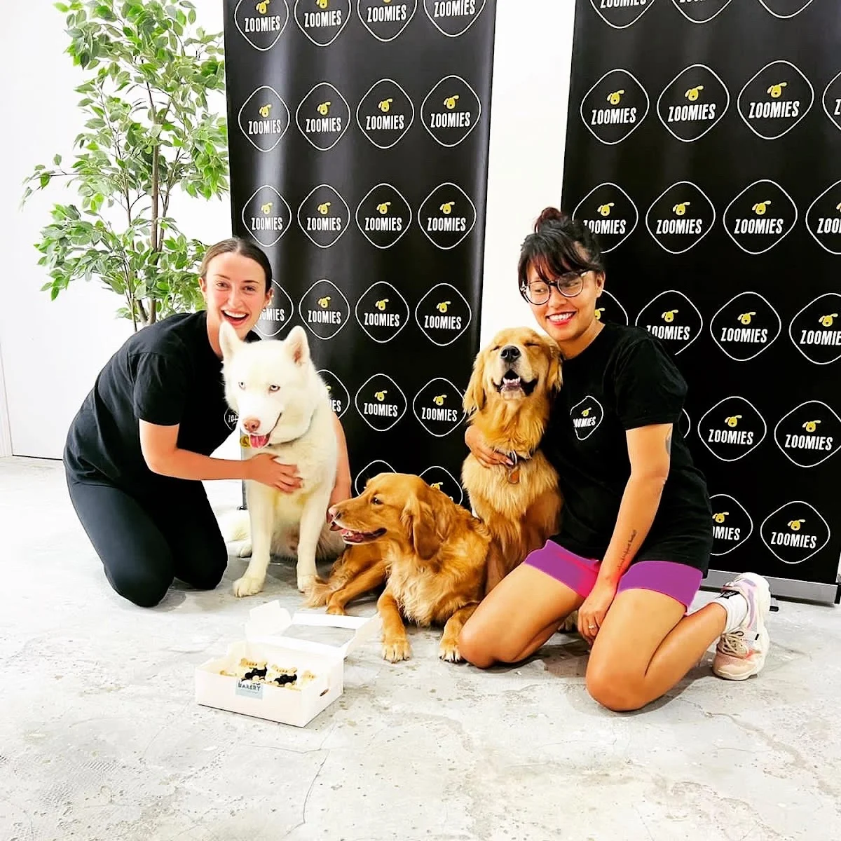 Zoomies Dog Daycare & Dog Boarding